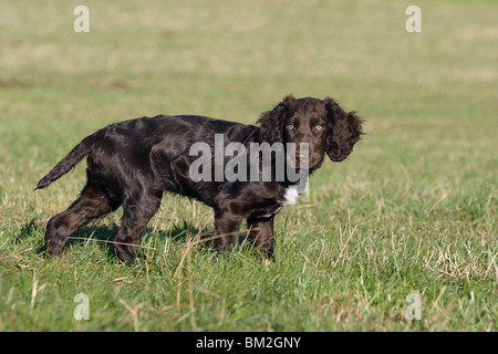 Rennender Deutscher Wachtelhund / course chien Banque D'Images