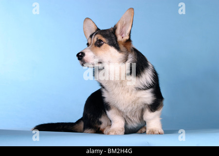 Sitzender / salon Welsh Corgi Pembroke Banque D'Images