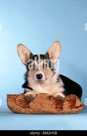 Liegender / couché Pembroke Welsh Corgi Banque D'Images