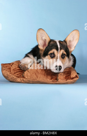 Liegender / couché Pembroke Welsh Corgi Banque D'Images