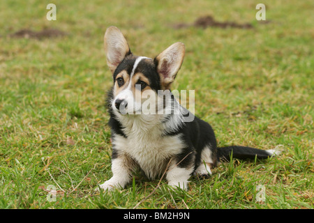 Sitzender / salon Welsh Corgi Pembroke Banque D'Images