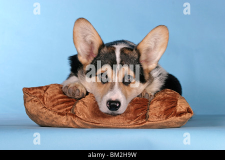 Liegender / couché Pembroke Welsh Corgi Banque D'Images