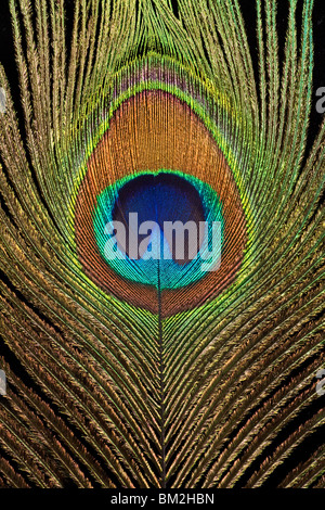 Pavo cristatus, paons indiens détails œil plumes (mâle) Banque D'Images