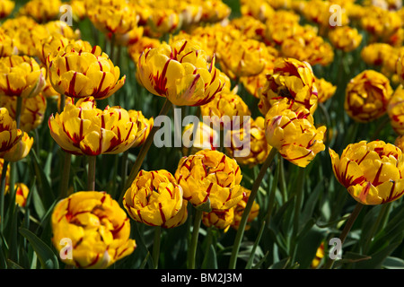 Bicolore jaune Bonanza champ de tulipes en Hollande Michigan de dessus vue de dessus personne hi-res Banque D'Images