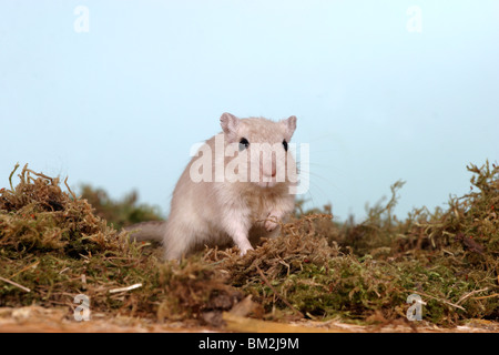 Mongolische Wüstenrennmaus / souris mongol Banque D'Images