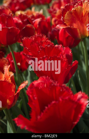 Un gros plan de tulipes rouges à franges Apeldoorn prises en Hollande Michigan depuis le dessus vue de dessus personne haute résolution Banque D'Images