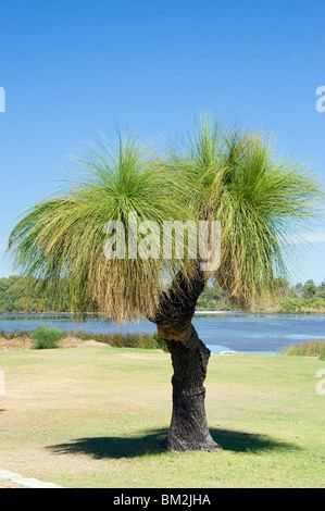 Un arbre dans le Parc National de Yanchep près de Perth en Australie occidentale Banque D'Images