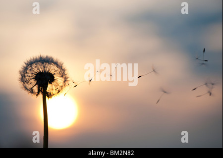 La dispersion des graines de pissenlit au coucher du soleil. Silhouette Banque D'Images