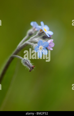 Un cluster de myosotis (Myosotis sp.) sur un fond vert. Banque D'Images