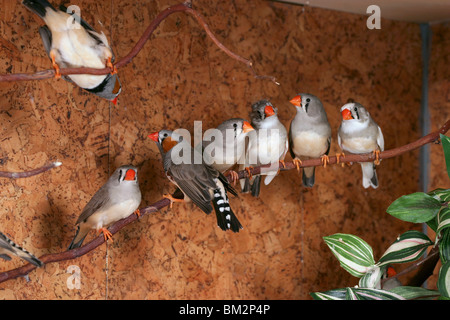Zebrafinken / Zebra Finch Banque D'Images