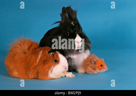 Löwenköpfchen Rosettenmeerschwein, & Hamster / Bunny, cobaye & hamster Banque D'Images