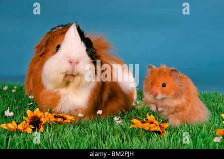 Rosettenmeerschwein & Hamster / cobaye & hamster Banque D'Images