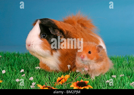 Rosettenmeerschwein & Hamster / cobaye & hamster Banque D'Images