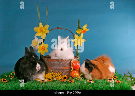 & Löwenköpfchen Rosettenmeerschwein / cobaye & bunnies Banque D'Images
