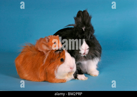 Löwenköpfchen Rosettenmeerschwein, & Hamster / Bunny, cobaye & hamster Banque D'Images