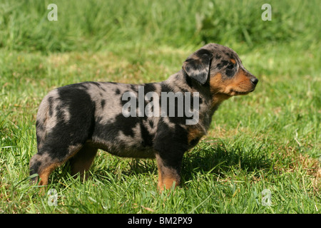 Stehender Beauceron chiot Welpe / article Banque D'Images