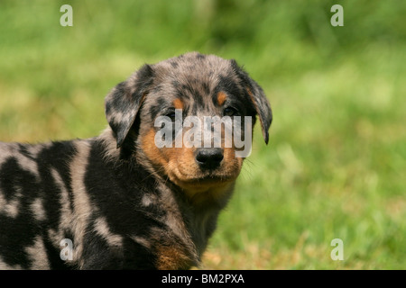 Beauceron / Welpe Puppy Portrait Banque D'Images