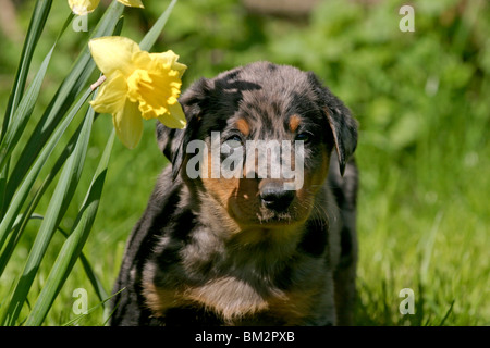 Beauceron / Welpe Puppy Portrait Banque D'Images