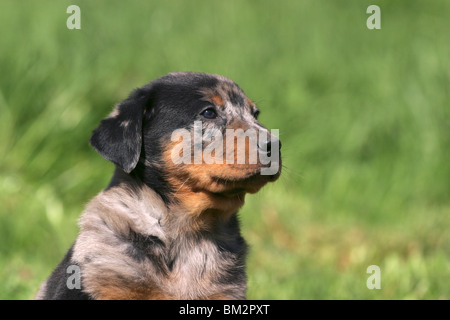 Beauceron / Welpe Puppy Portrait Banque D'Images