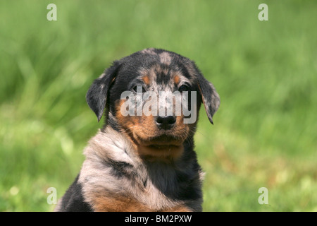 Beauceron / Welpe Puppy Portrait Banque D'Images