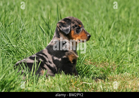 Beauceron sitzender Welpe puppy / salon Banque D'Images