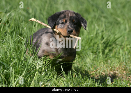 Beauceron chiot Welpe / Stöckchen mit Banque D'Images