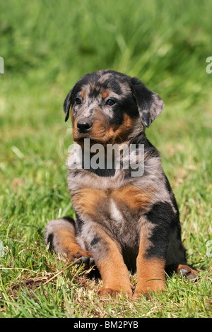 Beauceron sitzender Welpe puppy / salon Banque D'Images