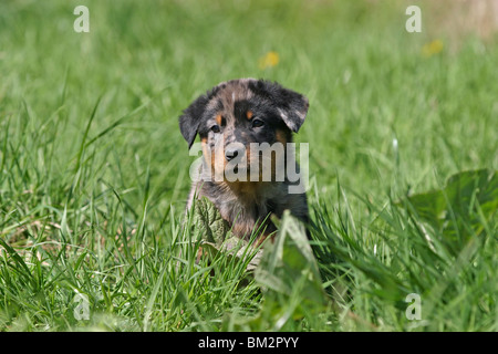 Beauceron sitzender Welpe puppy / salon Banque D'Images