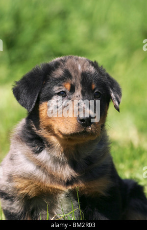 Beauceron / Welpe puppy Portrait Banque D'Images