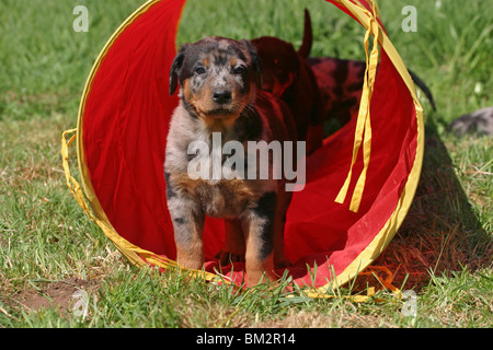 Stehender Beauceron chiot Welpe / article Banque D'Images