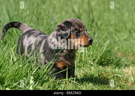 Stehender Beauceron chiot Welpe / article Banque D'Images