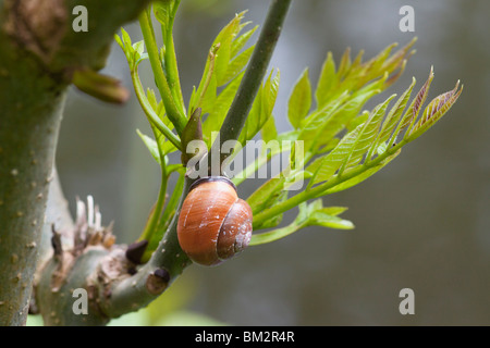 Escargot sur une branche Banque D'Images