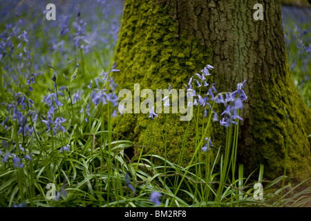 Bluebell détail au pied de tree Banque D'Images