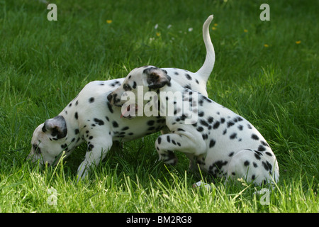 Zwei Dalmatiner Welpen / deux chiots Dalmatien Banque D'Images