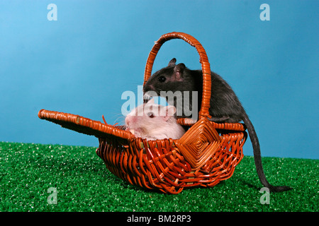 Mongolische Wüstenrennmäuse im Körbchen / souris dans le panier Banque D'Images