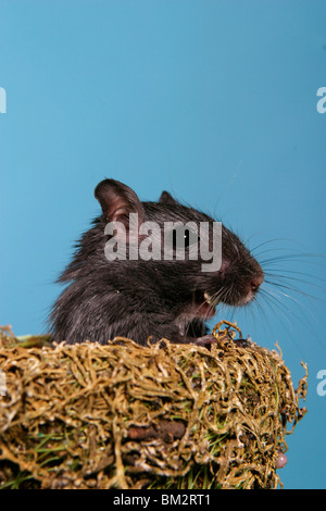 Mongolische Wüstenrennmaus im Körbchen / souris dans le panier Banque D'Images