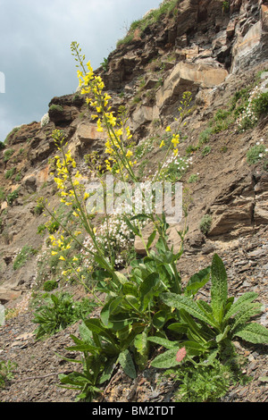 Le chou de mer, Brassica oleracea oleracea. De plus en plus sur le doux falaise, Dorset charnelle. mai. Banque D'Images