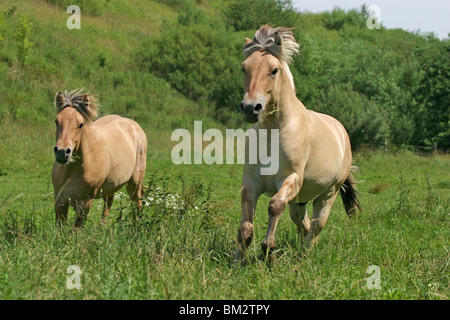 Rennende Pferde / course chevaux Banque D'Images