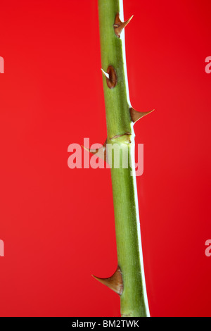 Rose rouge vif avec des épines sting fond rouge plus de détails Banque D'Images