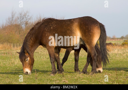 Poneys Exmoor sur Daisy Hill Nature Reserve Banque D'Images