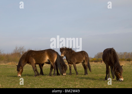 Poneys Exmoor sur Daisy Hill Nature Reserve Banque D'Images