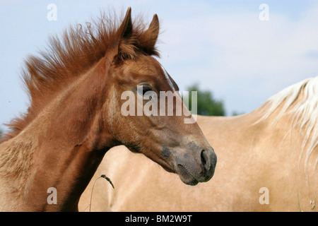 Paso Fino Hengstfohlen 'Cancionero del Sastre' / Poulain Portrait Banque D'Images