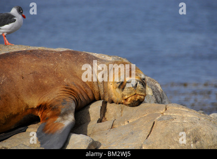 Lion de mer (otaria flavescens) avec dolphin gull (larrus scoresbii) sur les roches dans le canal de Beagle Banque D'Images