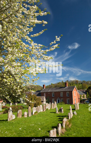 Royaume-uni, Angleterre, Herefordshire, Fownhope, St Mary's Churchyard, printemps, arbre en fleurs Banque D'Images