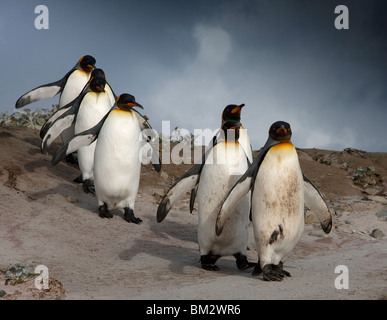 King Penguins walking down Volunteer beach dunes de sable, îles Falkland. Banque D'Images