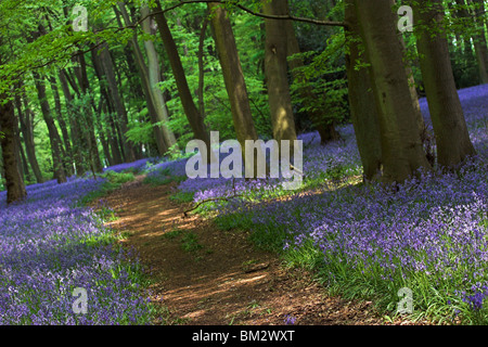 Bluebell wood, chemin à travers bluebells, England, UK Banque D'Images