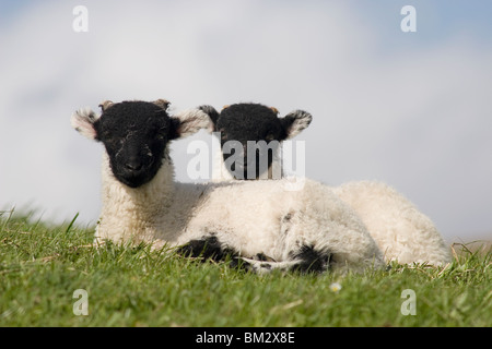 Deux agneaux Swaledale, Yorkshire Dales, Angleterre Banque D'Images