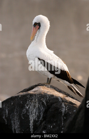 Nazca Booby Sula granti, debout sur des oiseaux adultes, rock, 'Punta Suarez', Espanola, îles Galapagos, Equateur Banque D'Images