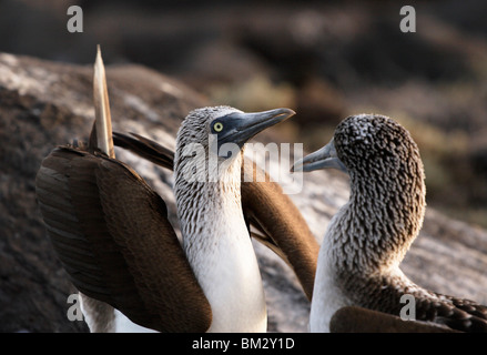 Paire de "courtiser" Blue Footed Boobies Sula nebouxii excisa,, 'Punta Suarez', Espanola, îles Galapagos, Equateur Banque D'Images