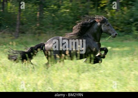 Rennender friese / course friesian Banque D'Images